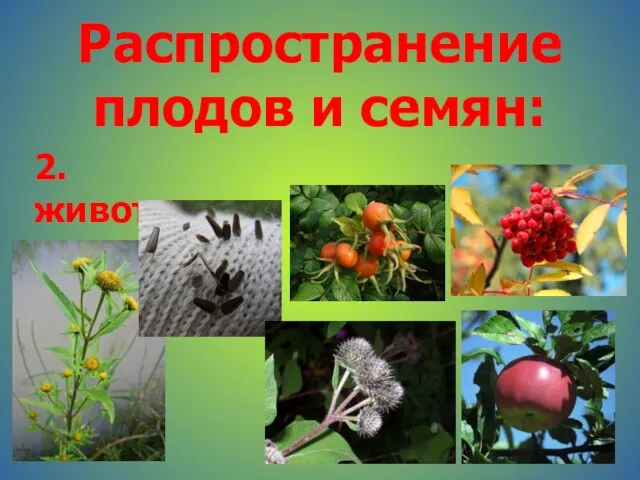 Распространение плодов и семян: 2. животными