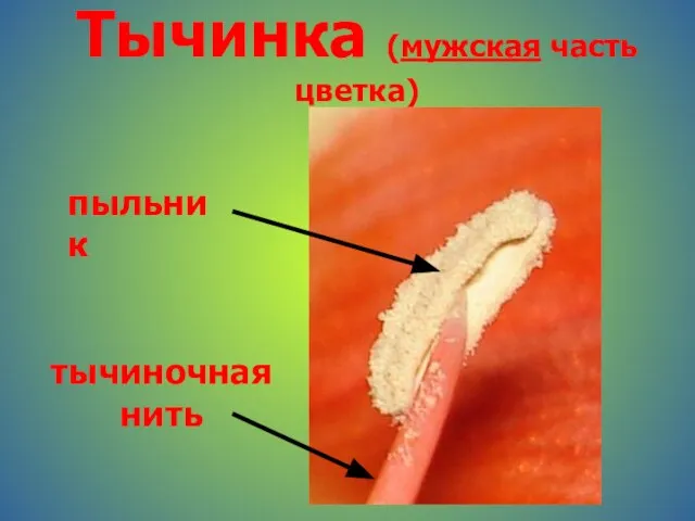 Тычинка (мужская часть цветка) пыльник тычиночная нить