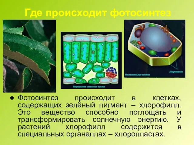 Где происходит фотосинтез Фотосинтез происходит в клетках, содержащих зелёный пигмент – хлорофилл.