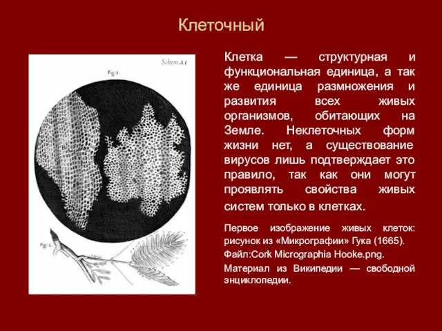 Клеточный Клетка — структурная и функциональная единица, а так же единица размножения