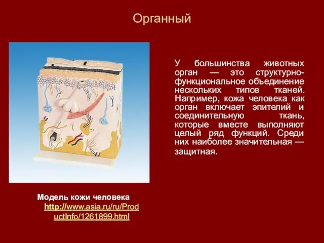 Органный У большинства животных орган — это структурно-функциональное объединение нескольких типов тканей.