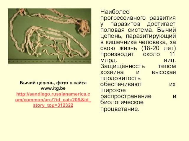 Наиболее прогрессивного развития у паразитов достигает половая система. Бычий цепень, паразитирующий в