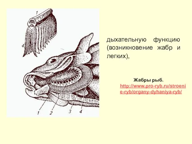 дыхательную функцию (возникновение жабр и легких), Жабры рыб. http://www.pro-ryb.ru/stroenie-ryb/organy-dyhaniya-ryb/