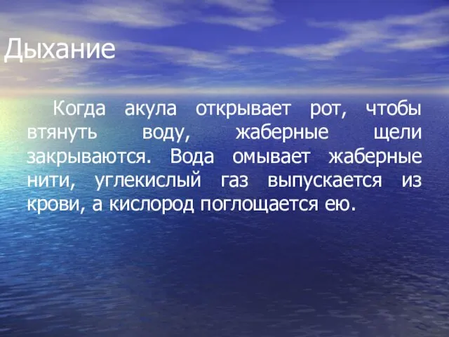 Дыхание Когда акула открывает рот, чтобы втянуть воду, жаберные щели закрываются. Вода