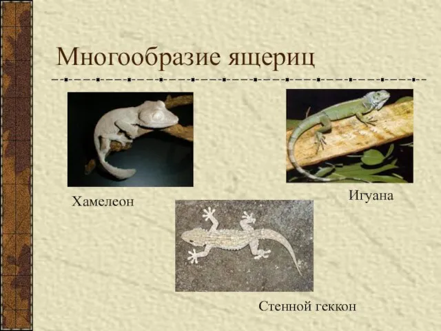 Многообразие ящериц Игуана Стенной геккон Хамелеон