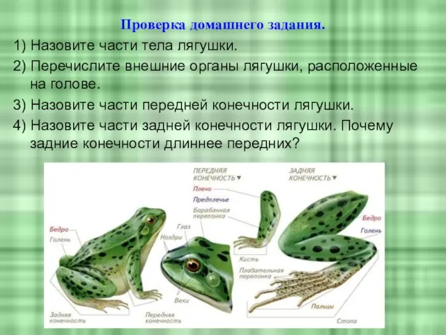 Проверка домашнего задания. 1) Назовите части тела лягушки. 2) Перечислите внешние органы