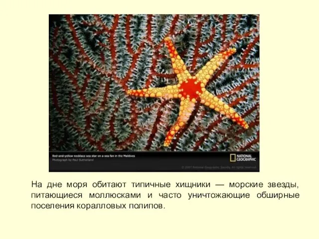 На дне моря обитают типичные хищники — морские звезды, питающиеся моллюсками и