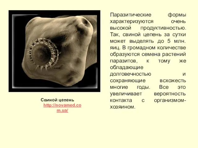 Паразитические формы характеризуются очень высокой продуктивностью. Так, свиной цепень за сутки может