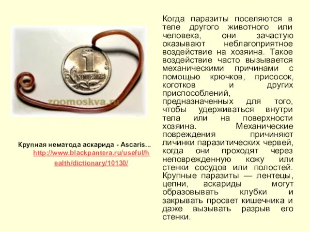 Когда паразиты поселяются в теле другого животного или человека, они зачастую оказывают