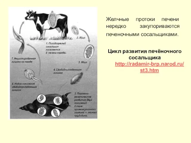 Желчные протоки печени нередко закупориваются печеночными сосальщиками. Цикл развития печёночного сосальщика http://radamir-brp.narod.ru/st3.htm