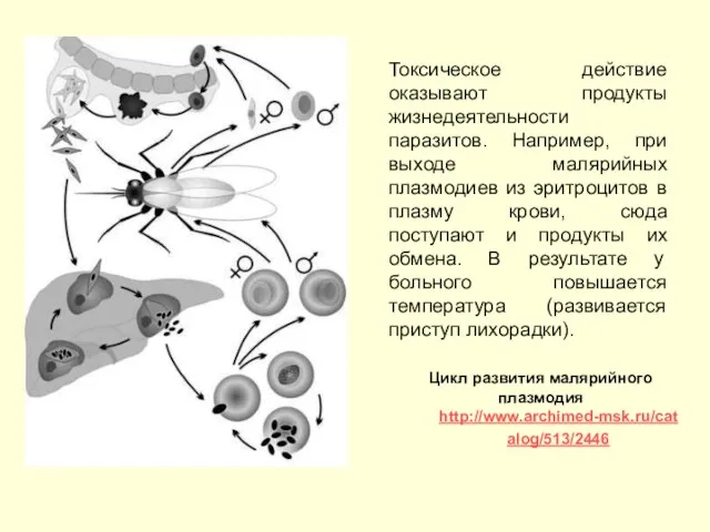 Токсическое действие оказывают продукты жизнедеятельности паразитов. Например, при выходе малярийных плазмодиев из