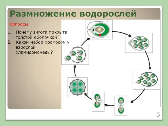 Размножение водорослей Почему зигота покрыта толстой оболочкой? Какой набор хромосом у взрослой хламидомонады? Вопросы: