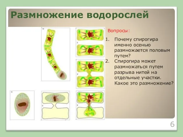 Почему спирогира именно осенью размножается половым путем? Спирогира может размножаться путем разрыва