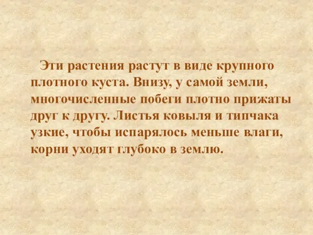 Эти растения растут в виде крупного плотного куста. Внизу, у самой земли,