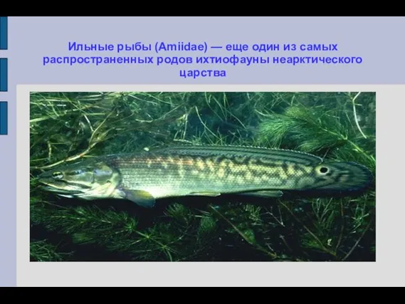 Ильные рыбы (Amiidae) — еще один из самых распространенных родов ихтиофауны неарктического царства