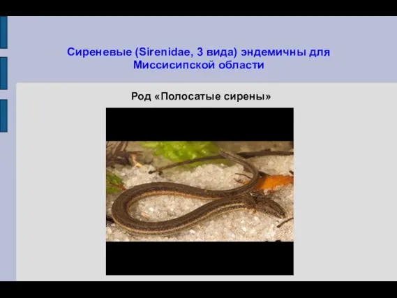 Сиреневые (Sirenidae, 3 вида) эндемичны для Миссисипской области Род «Полосатые сирены»