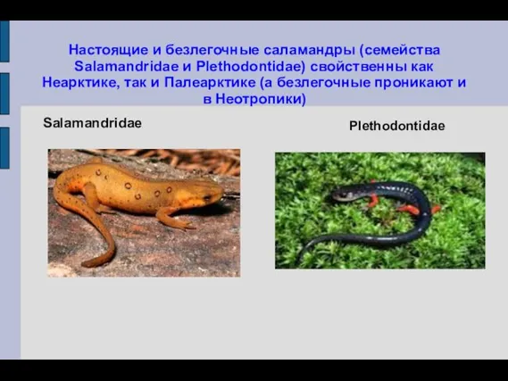 Настоящие и безлегочные саламандры (семейства Salamandridae и Plethodontidae) свойственны как Неарктике, так