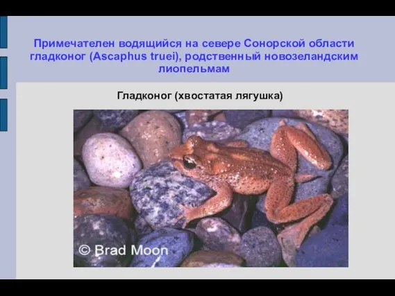 Примечателен водящийся на севере Сонорской области гладконог (Ascaphus truei), родственный новозеландским лиопельмам Гладконог (хвостатая лягушка)