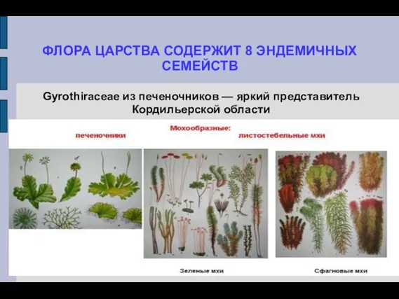 ФЛОРА ЦАРСТВА СОДЕРЖИТ 8 ЭНДЕМИЧНЫХ СЕМЕЙСТВ Gyrothiraceae из печеночников — яркий представитель Кордильерской области