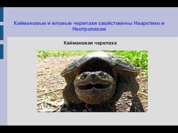 Каймановые и иловые черепахи свойственны Неарктике и Неотропикам Каймановая черепаха