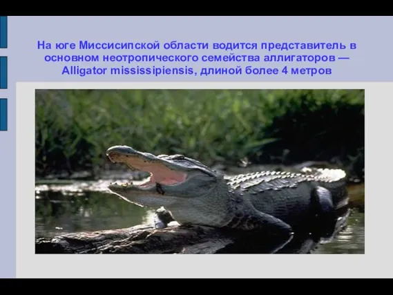 На юге Миссисипской области водится представитель в основном неотропического семейства аллигаторов —