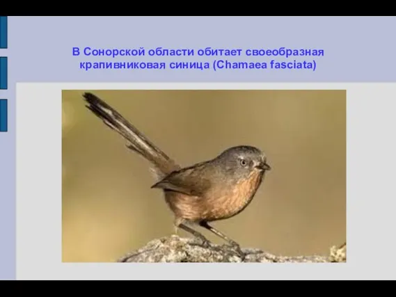 В Сонорской области обитает своеобразная крапивниковая синица (Chamaea fasciata)