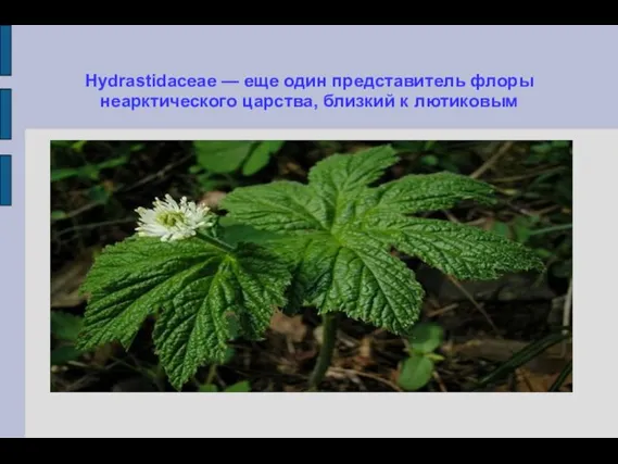 Hydrastidaceae — еще один представитель флоры неарктического царства, близкий к лютиковым