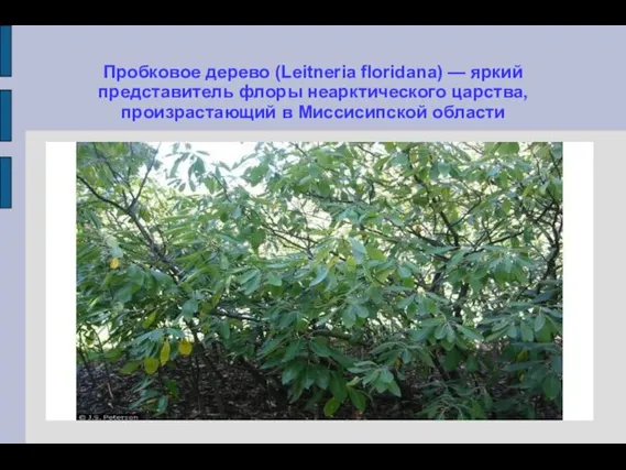 Пробковое дерево (Leitneria floridana) — яркий представитель флоры неарктического царства, произрастающий в Миссисипской области