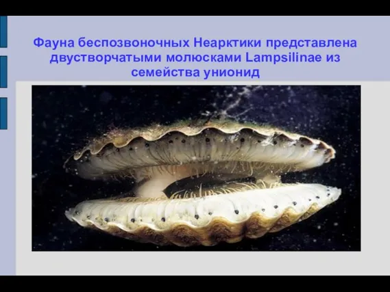 Фауна беспозвоночных Неарктики представлена двустворчатыми молюсками Lampsilinae из семейства унионид