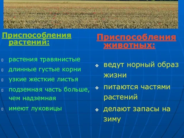 Приспособления растений: растения травянистые длинные густые корни узкие жесткие листья подземная часть