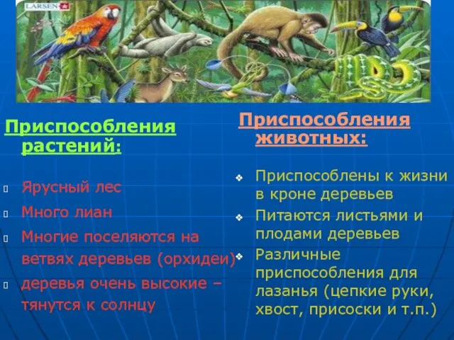 Приспособления растений: Ярусный лес Много лиан Многие поселяются на ветвях деревьев (орхидеи)