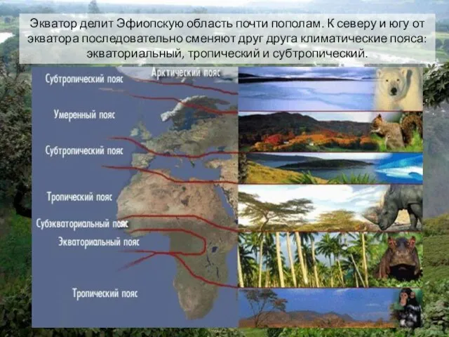 Экватор делит Эфиопскую область почти пополам. К северу и югу от экватора