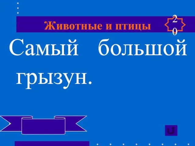 Животные и птицы Самый большой грызун. Водосвинка капибара 20