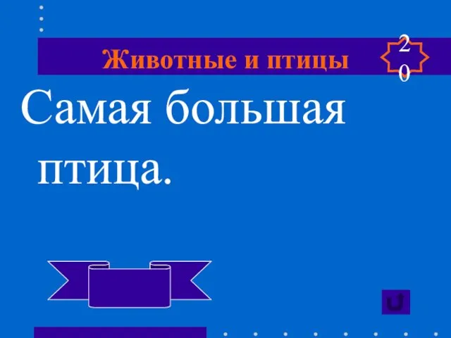 Животные и птицы Самая большая птица. Кондор 20