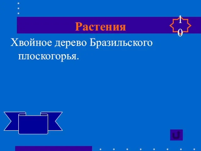 Растения Хвойное дерево Бразильского плоскогорья. Араукария 10