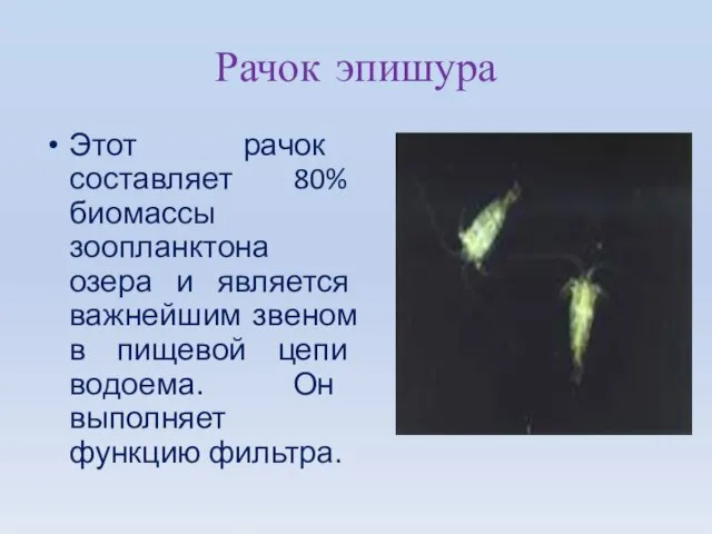 Рачок эпишура Этот рачок составляет 80% биомассы зоопланктона озера и является важнейшим