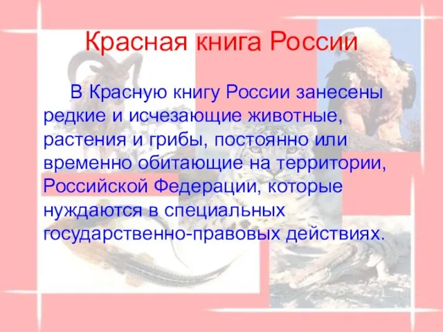 Красная книга России В Красную книгу России занесены редкие и исчезающие животные,