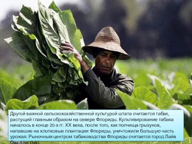 Другой важной сельскохозяйственной культурой штата считается табак, растущий главным образом на севере