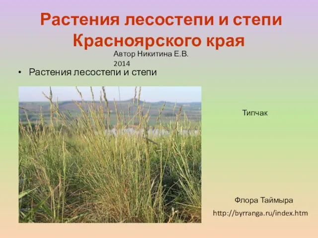 Презентация на тему Растения лесостепи и степи Красноярского края