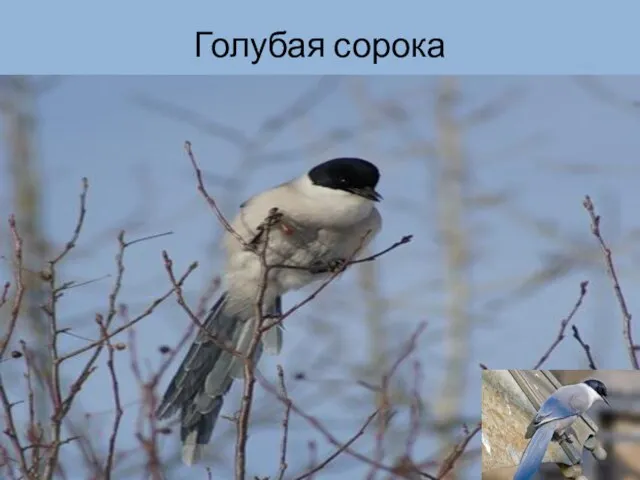 Голубая сорока