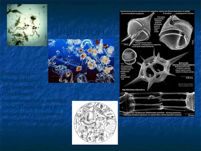 Планктон Планктон – мельчайшие организмы, не способные перемещаться в воде сами. Переносятся