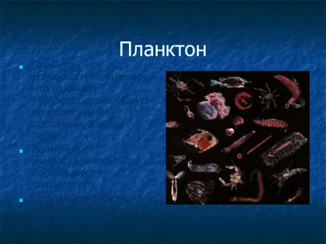 Планктон Планктон – от греческого «планктос», что означает «блуждающий». Живут во взвешенном