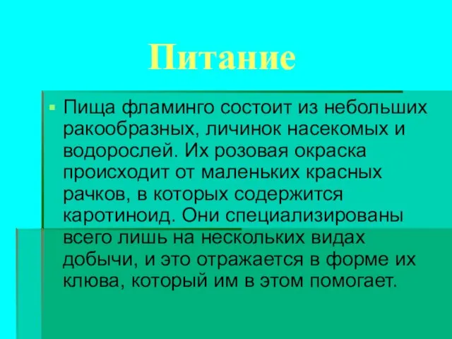 Питание Пища фламинго состоит из небольших ракообразных, личинок насекомых и водорослей. Их