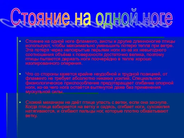 Стояние на одной ноге фламинго, аисты и другие длинноногие птицы используют, чтобы