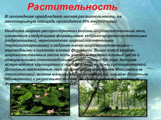 В заповеднике преобладает лесная растительность, на лесопокрытую площадь приходится 99% территории. Наиболее