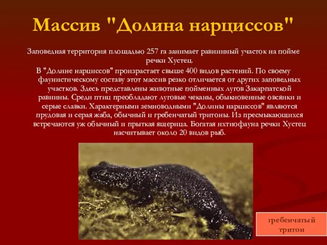 Массив "Долина нарциссов" Заповедная территория площадью 257 га занимает равнинный участок на