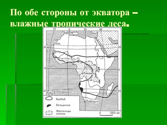 По обе стороны от экватора –влажные тропические леса.