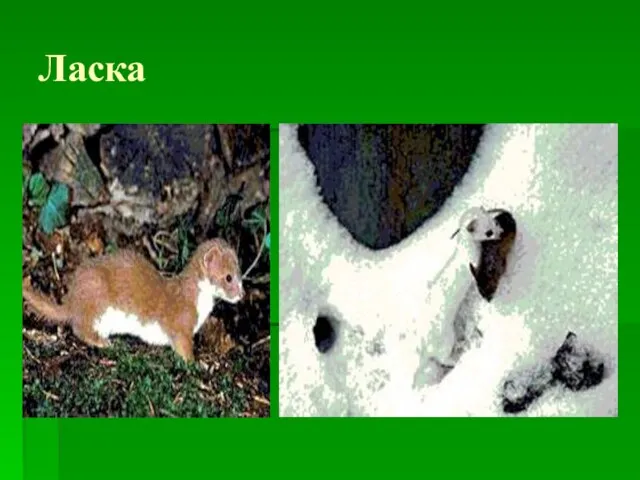 Ласка