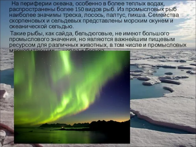 На периферии океана, особенно в более теплых водах, распространены более 150 видов