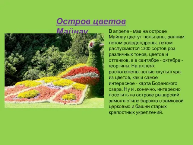 В апреле - мае на острове Майнау цветут тюльпаны, ранним летом рододендроны,